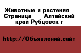  Животные и растения - Страница 12 . Алтайский край,Рубцовск г.